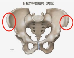 骨盆.jpg