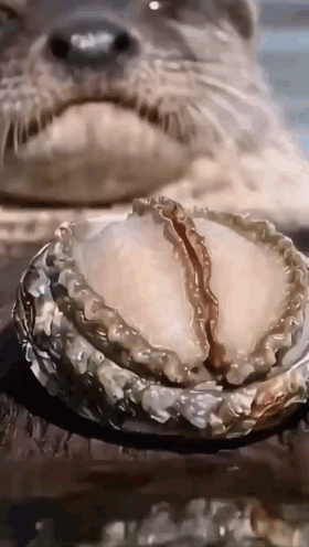 7290e44d20d6b4a15792b9b10dd280c5110698422.gif